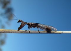 Theristria stigma