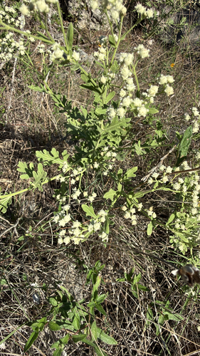 Gray's feverfew