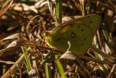 Colias electo