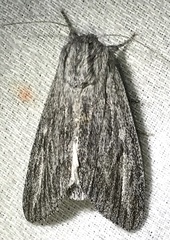 Acronicta lanceolaria