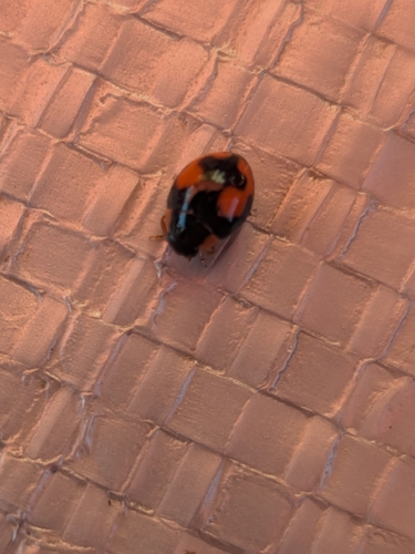 Confluent Sigil Lady Beetle