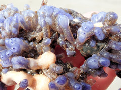 Clavelina moluccensis