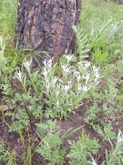 Leontopodium leontopodioides
