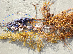 Clavelina moluccensis