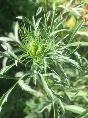 Falcaria vulgaris