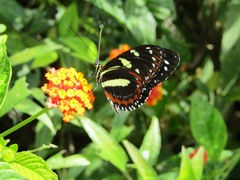 Heliconius atthis