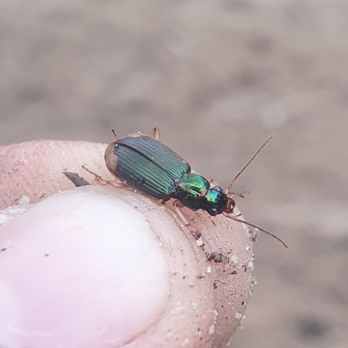 Chlaenius vestitus observed 2026-10-24