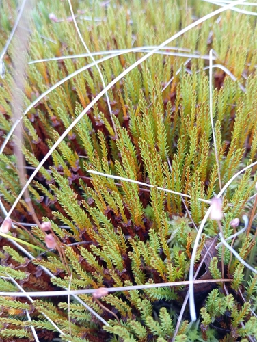 Polytrichum strictum observed 2026-10-24