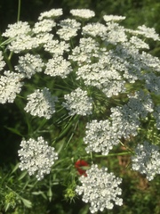 Falcaria vulgaris