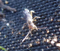 Tomoceridae