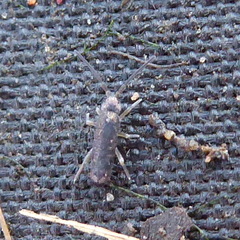 Tomoceridae