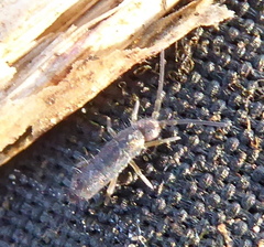 Tomoceridae