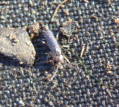 Tomoceridae