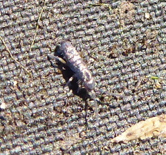Tomoceridae
