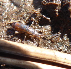 Tomoceridae