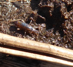 Tomoceridae