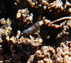 Tomoceridae