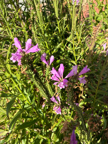 Physostegia observed 2026-10-24