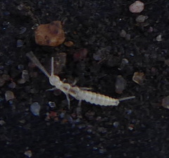 Campodeidae