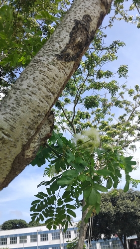 Albizia lebbeck observed 2026-10-24