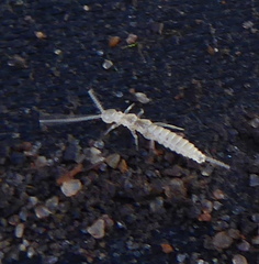 Campodeidae