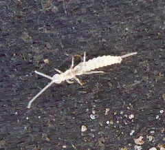 Campodeidae