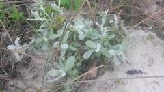 Helichrysum revolutum