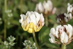 Misumena vatia