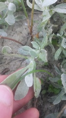 Helichrysum revolutum