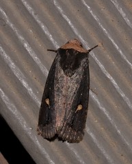 Proteuxoa cinereicollis