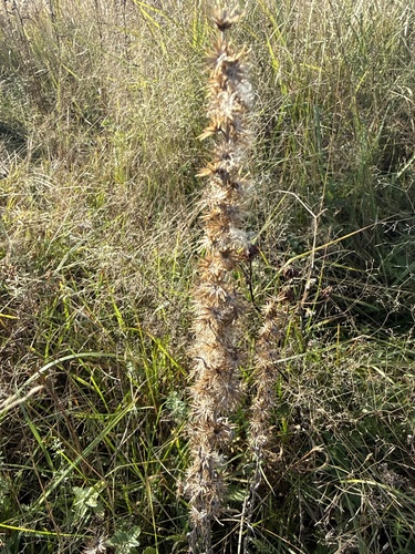 Omalotheca sylvatica observed 2026-10-24