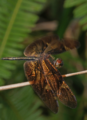 Rhyothemis obsolescens