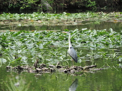 Ardea cinerea