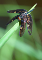 Rhyothemis obsolescens