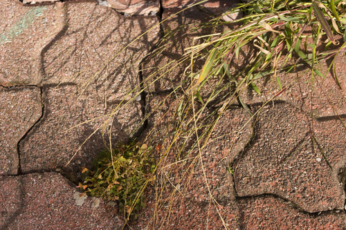 Paspalum filiforme, 2026-10-24