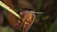 Rhyothemis obsolescens