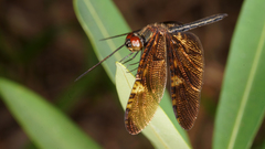 Rhyothemis obsolescens