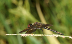 Rhyothemis obsolescens