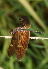 Rhyothemis obsolescens