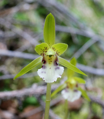 Dactylostalix ringens