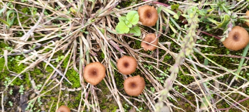 Omphalina pyxidata, 2026-10-24