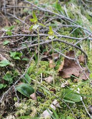 Dactylostalix ringens