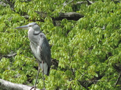 Ardea cinerea