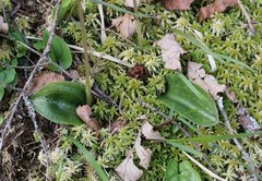 Dactylostalix ringens