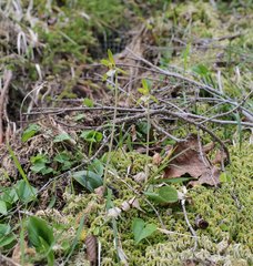 Dactylostalix ringens