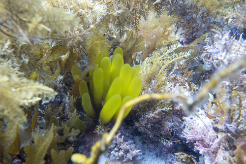 Chrysymenia observed 2026-10-19
