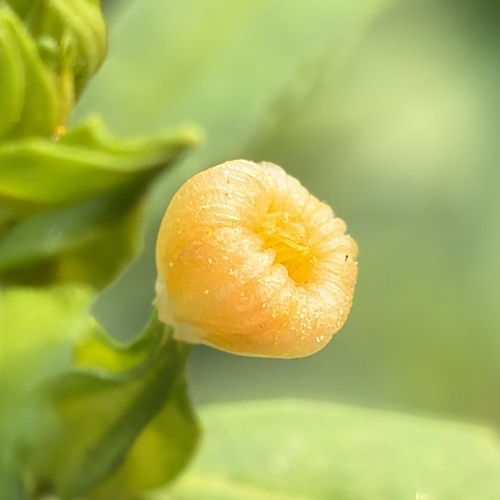 Sida acuta observed 2026-10-24