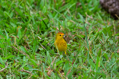 Setophaga petechia aureola