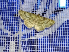 Heliomata glarearia