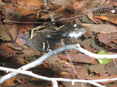 Lithobates catesbeianus
